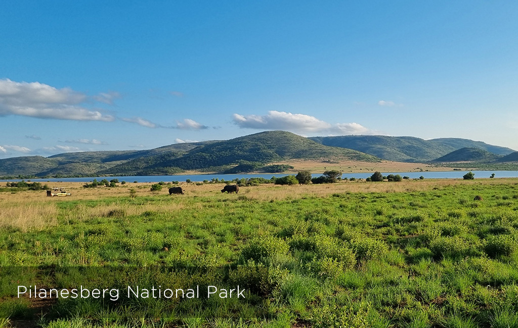 Popular Destination - Pilanesberg