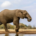 African Bush Elephant (Loxodonta africana). Mashatu Game Reserve