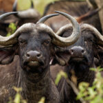 African Buffalo - Syncerus caffer or Cape buffalo is a large Sub-Saharan African bovine. Portrait in the savannah in Masai Mara Kenya, two big black horny mammal on the grass, front view