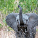 baby elephant waving trunk in kruger park south africa