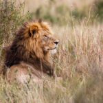 Male lion resting in the dry gras on the savanna of the Masai Mara National Park in Kenya